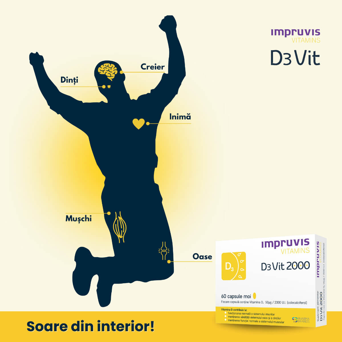 D3Vit-2000